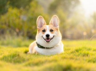 How to Safely Move Pets Across the Globe: A Guide for Pet Owners