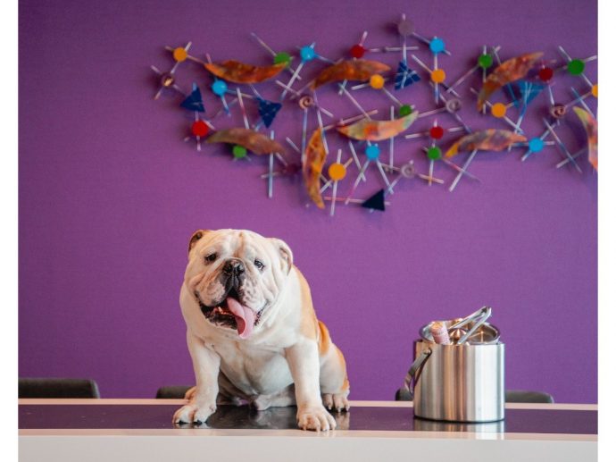 Furry Welcome: Marriott International and its pet-friendly hotels in Central and South America
