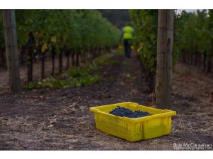 Cliff Lede Vineyards Names Springboard Wine & Spirits Company as Broker for California Distribution