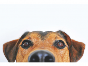 Common Things to Consider Before You Get a Pet
