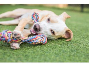 Digs Dog Care, Redifines The Future Of Pet Care Through Network Of Industry Leading Resorts