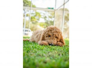10 Benefits of Choosing a Local Dog Daycare in Australia