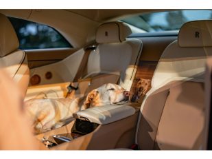 Rolls-Royce Spectre Bailey: a joyful tribute to a beloved dog