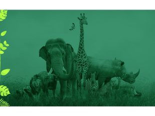 Taman Safari Indonesia: Immersing in the Tropical Wonders of Indonesia