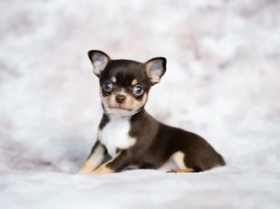 Improve Your Dog’s Quality of Life with these Essential Tips